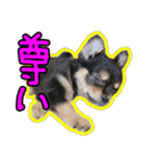 りんちゃんは犬です（個別スタンプ：4）