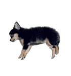 りんちゃんは犬です（個別スタンプ：5）