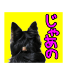 りんちゃんは犬です（個別スタンプ：7）