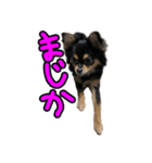りんちゃんは犬です（個別スタンプ：8）