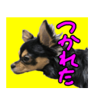 りんちゃんは犬です（個別スタンプ：9）