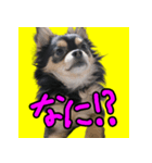 りんちゃんは犬です（個別スタンプ：10）