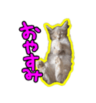 りんちゃんは犬です（個別スタンプ：11）