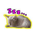 りんちゃんは犬です（個別スタンプ：12）