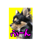 りんちゃんは犬です（個別スタンプ：13）