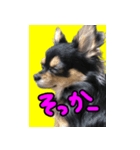 りんちゃんは犬です（個別スタンプ：14）