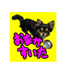 りんちゃんは犬です（個別スタンプ：15）