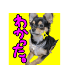 りんちゃんは犬です（個別スタンプ：16）
