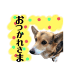 ジョイアスくんの日常（個別スタンプ：7）