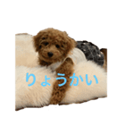 モコの素晴らしいスタンプ（個別スタンプ：5）