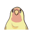 鳥鳥鳥鳥鳥（個別スタンプ：2）