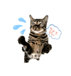いちやなぎさんちのねこといぬ vol.1（個別スタンプ：1）