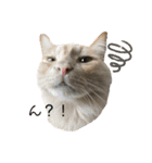 いちやなぎさんちのねこといぬ vol.1（個別スタンプ：2）
