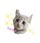 いちやなぎさんちのねこといぬ vol.1（個別スタンプ：3）