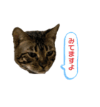 いちやなぎさんちのねこといぬ vol.1（個別スタンプ：4）