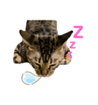 いちやなぎさんちのねこといぬ vol.1（個別スタンプ：6）