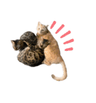 いちやなぎさんちのねこといぬ vol.1（個別スタンプ：8）