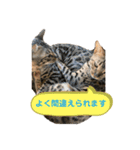 いちやなぎさんちのねこといぬ vol.1（個別スタンプ：10）