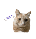 いちやなぎさんちのねこといぬ vol.1（個別スタンプ：11）