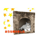 いちやなぎさんちのねこといぬ vol.1（個別スタンプ：13）