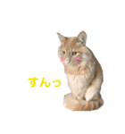 いちやなぎさんちのねこといぬ vol.1（個別スタンプ：14）