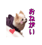 のめしこきチワワ（個別スタンプ：2）