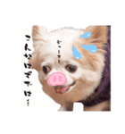のめしこきチワワ（個別スタンプ：3）