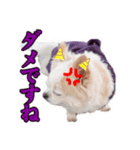のめしこきチワワ（個別スタンプ：6）