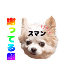 のめしこきチワワ（個別スタンプ：7）