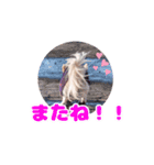 のめしこきチワワ（個別スタンプ：8）