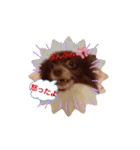 ウチのわんちゃんの日常（個別スタンプ：12）