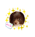 ウチのわんちゃんの日常（個別スタンプ：15）