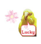 インコのMAXくん10（個別スタンプ：1）