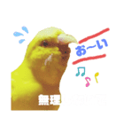 インコのMAXくん10（個別スタンプ：2）