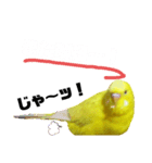 インコのMAXくん10（個別スタンプ：3）