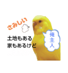 インコのMAXくん10（個別スタンプ：4）