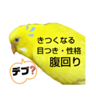 インコのMAXくん10（個別スタンプ：5）