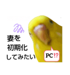インコのMAXくん10（個別スタンプ：6）