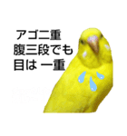 インコのMAXくん10（個別スタンプ：7）