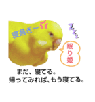 インコのMAXくん10（個別スタンプ：8）