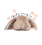 うさもる（個別スタンプ：6）