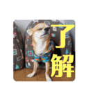 ちわわスタンプ 茶助＆ころ助（個別スタンプ：3）