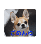 ちわわスタンプ 茶助＆ころ助（個別スタンプ：10）