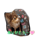 ちわわスタンプ 茶助＆ころ助（個別スタンプ：14）