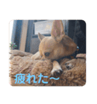 ちわわスタンプ 茶助＆ころ助（個別スタンプ：16）