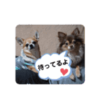 ちわわスタンプ 茶助＆ころ助（個別スタンプ：20）