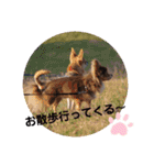ちわわスタンプ 茶助＆ころ助（個別スタンプ：22）