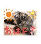 コタハナにゃん日常で使える（個別スタンプ：8）