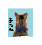 コタハナにゃん日常で使える（個別スタンプ：11）