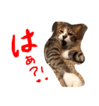 コタハナにゃん日常で使える（個別スタンプ：13）